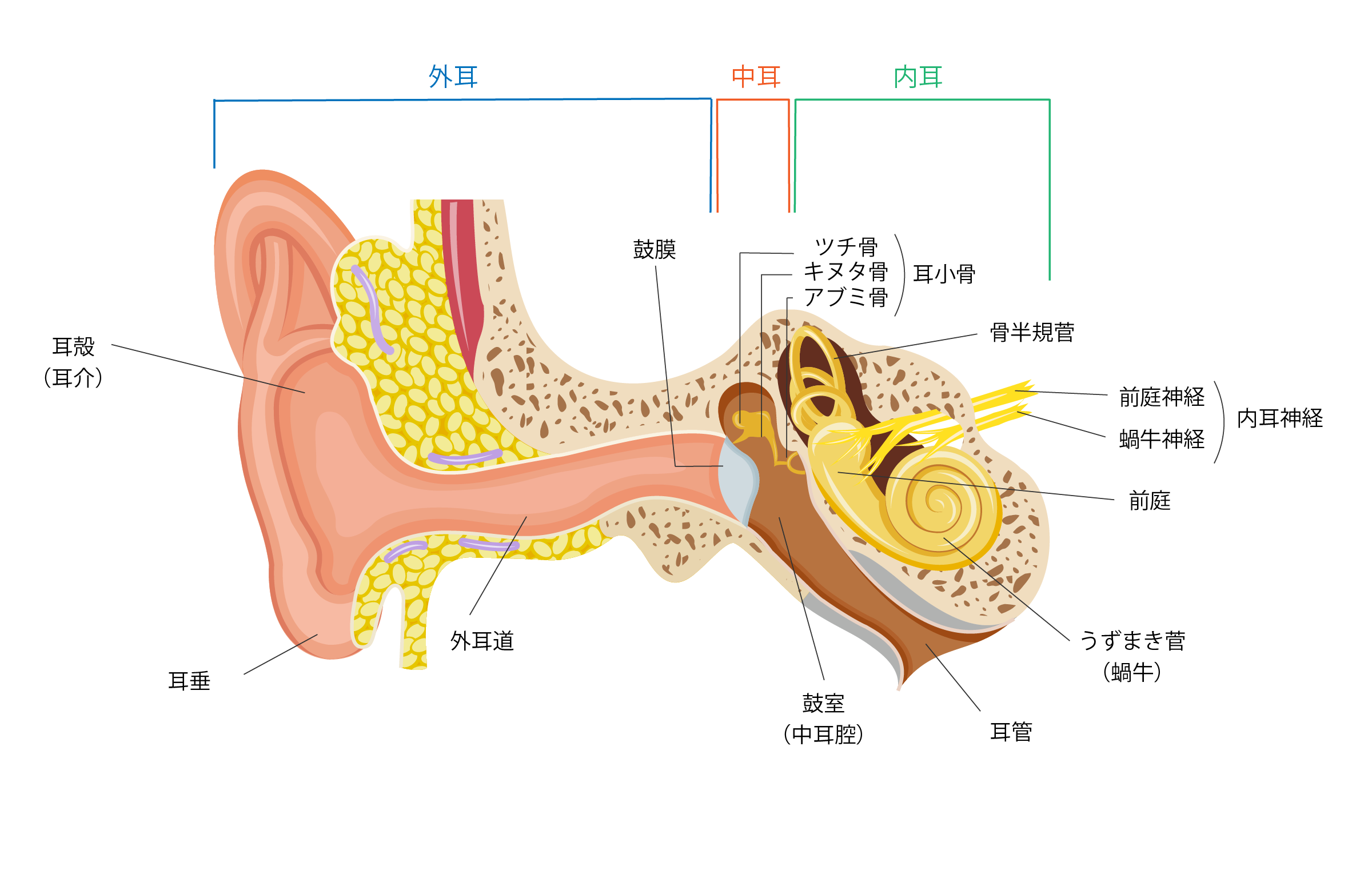 耳の構造(外耳・中耳・内耳)