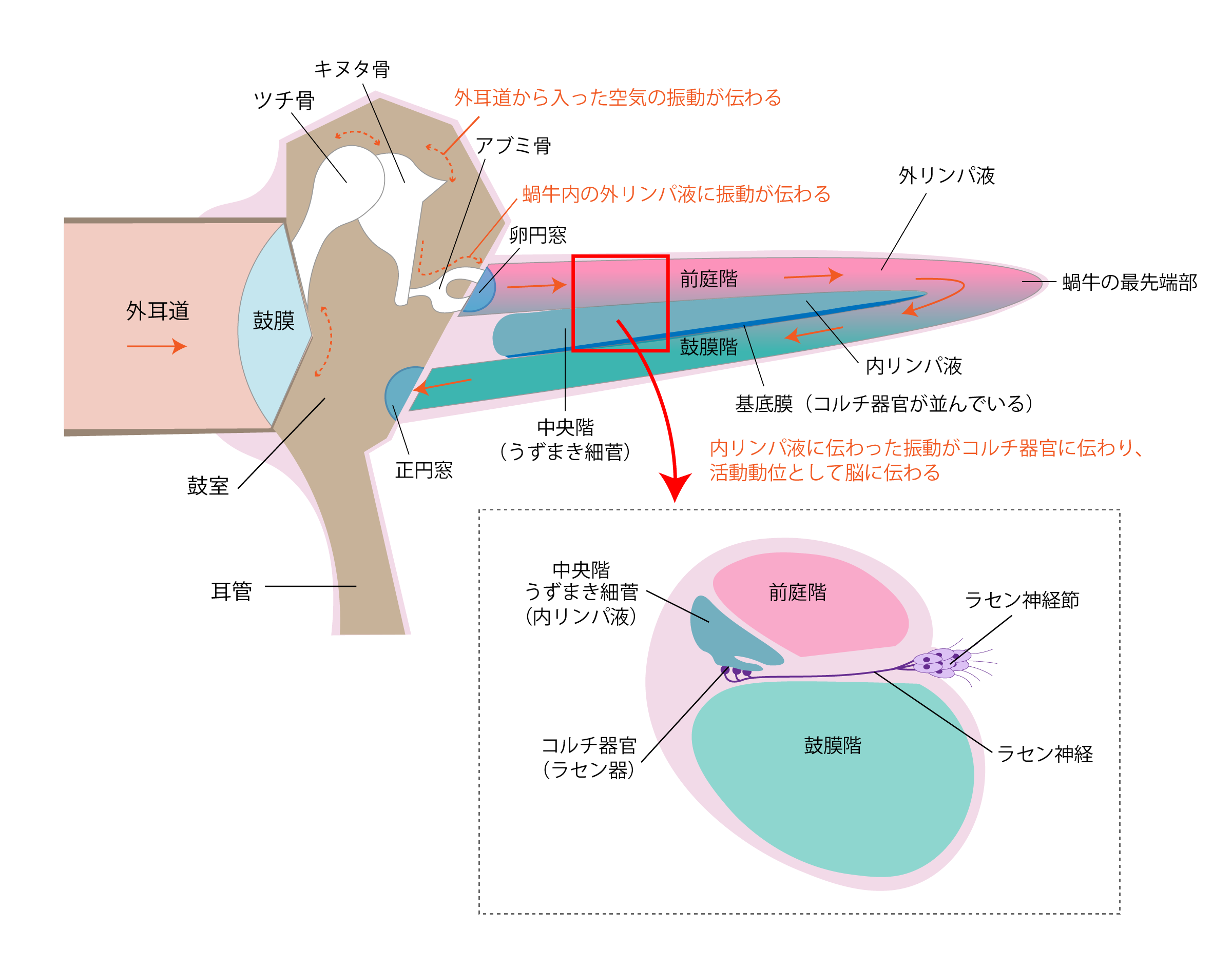 耳の構造(耳小骨・鼓膜・音が伝わるまで)