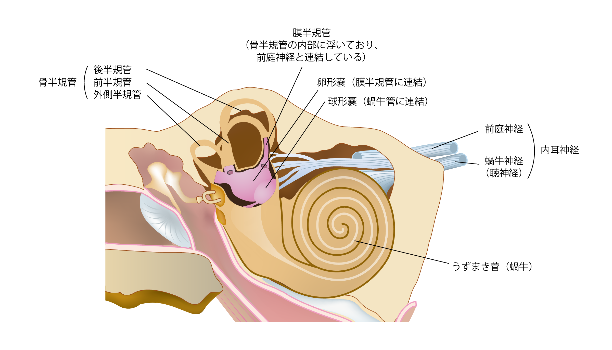 耳の構造(骨半規管・膜半規管・内耳神経)