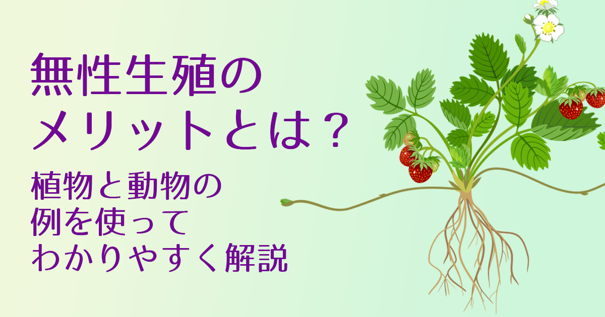 アイキャッチ 無性生殖のメリット