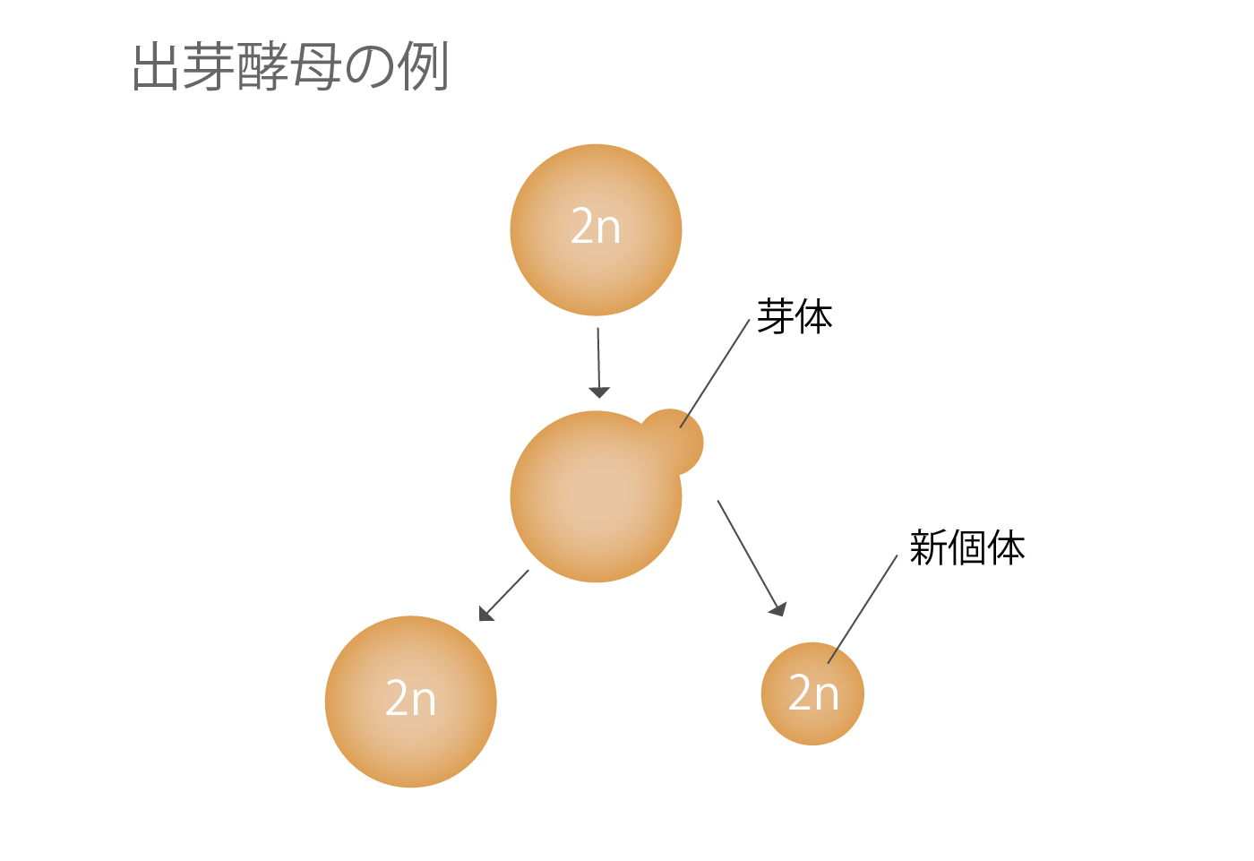無性生殖 酵母