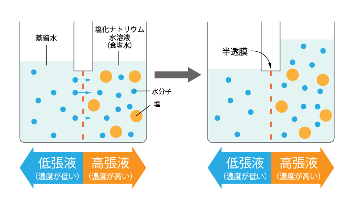 浸透圧とは③高張液と低張液