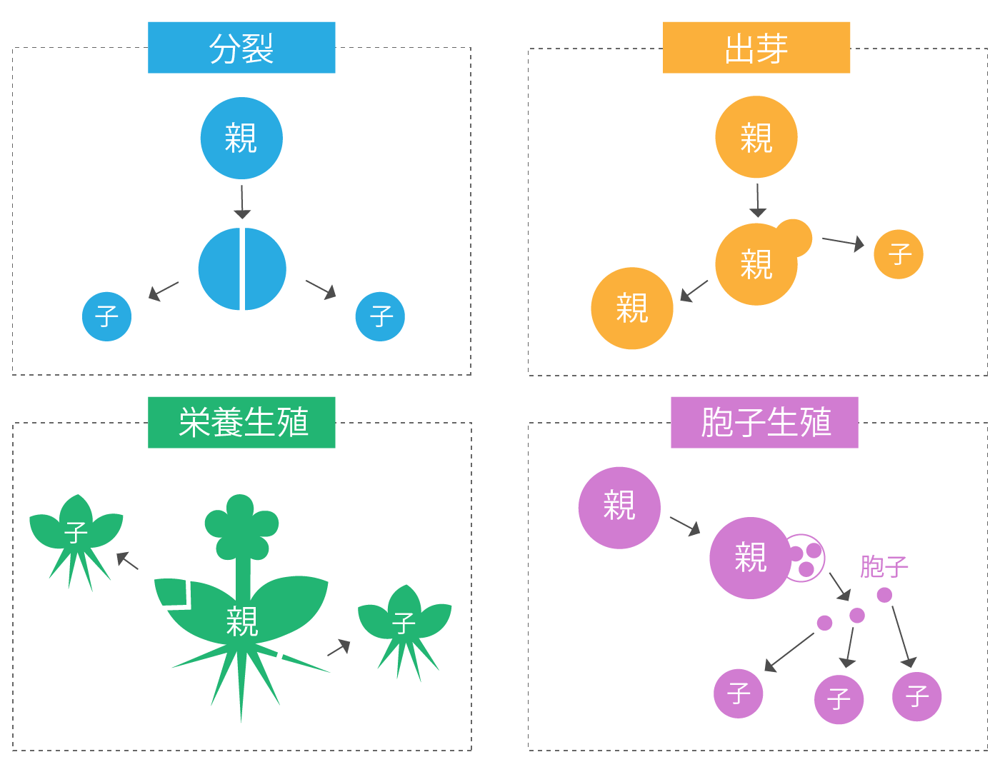 無性生殖 分裂の種類