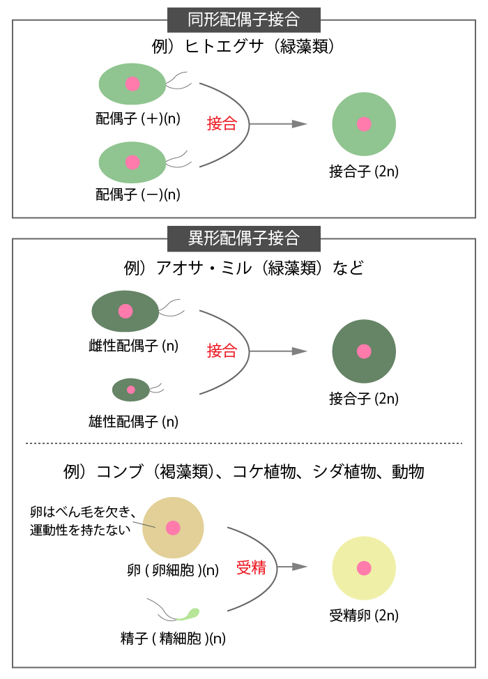 有性生殖②有性生殖の配偶子形成の過程と接合