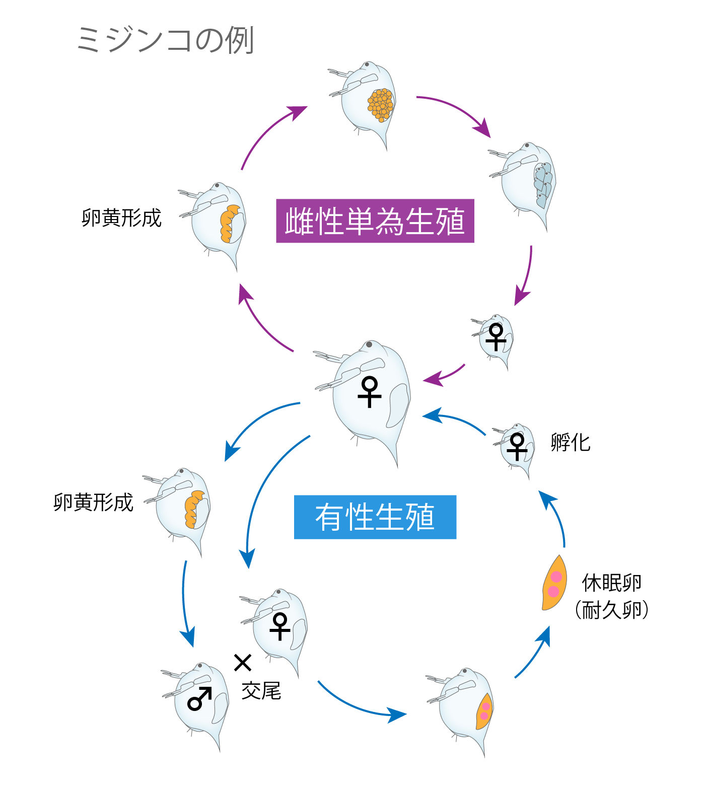 無性生殖 ミジンコ 例