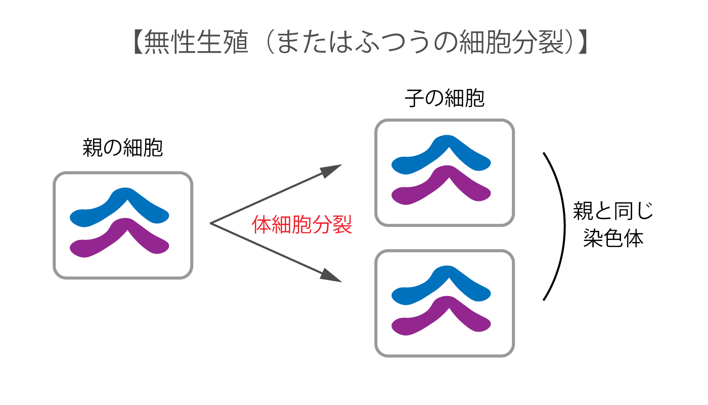 無性生殖 解説