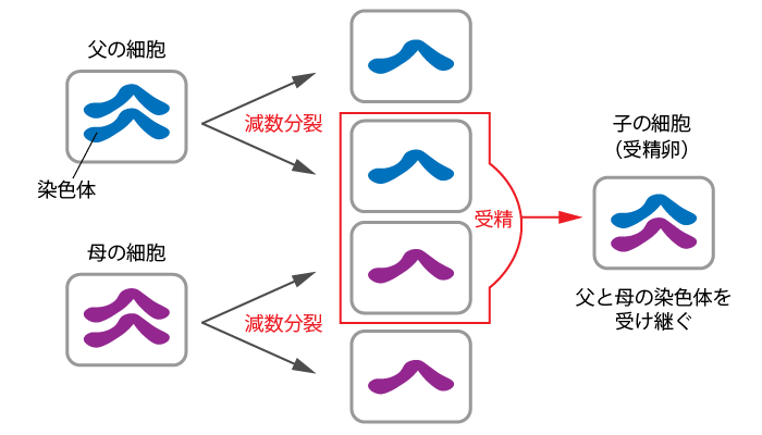有性生殖①減数分裂