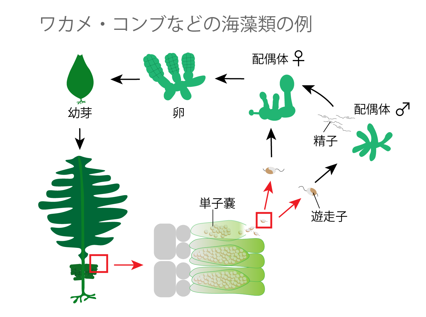 無性生殖 わかめの例