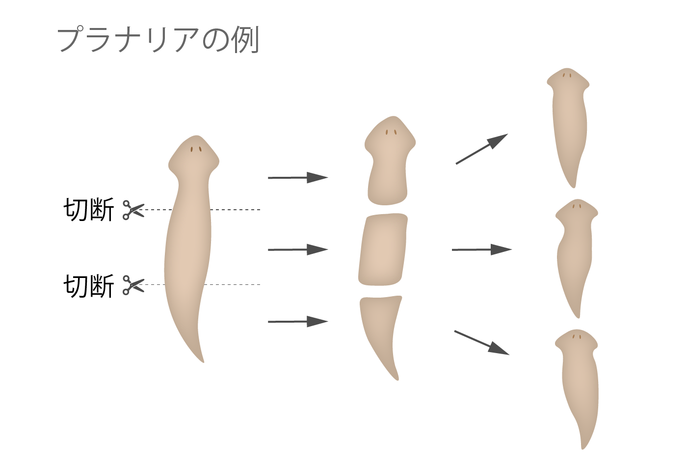 無性生殖 プラナリア