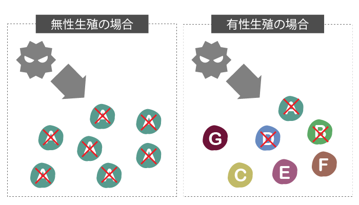 有性生殖④多様性というメリット