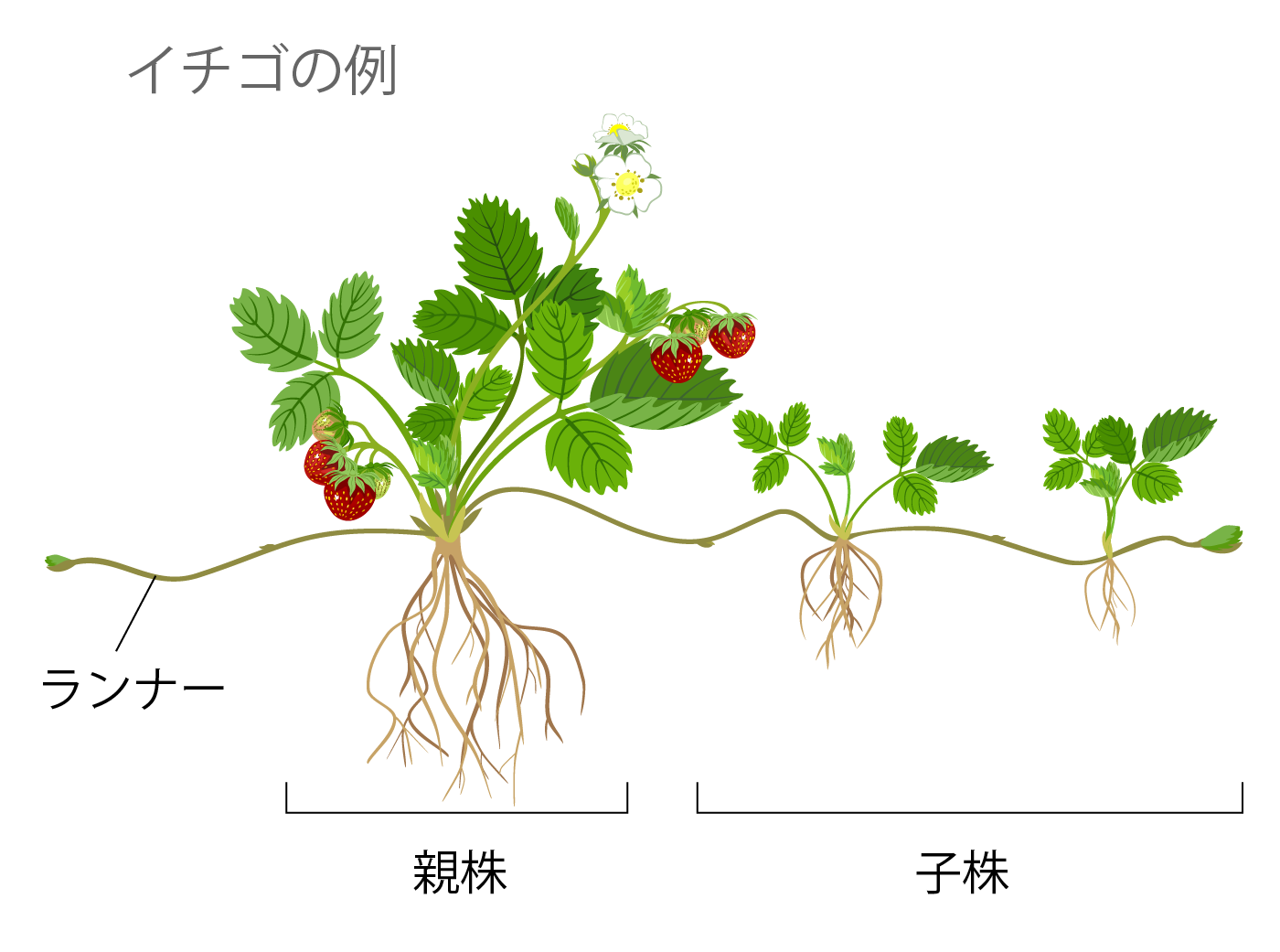 無性生殖 イチゴの例