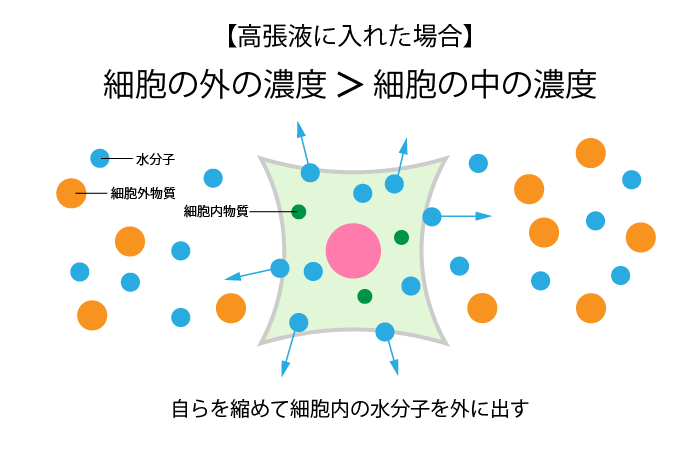 浸透圧とは④高張液