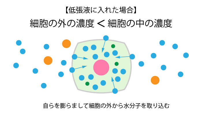 浸透圧とは⑤低張液