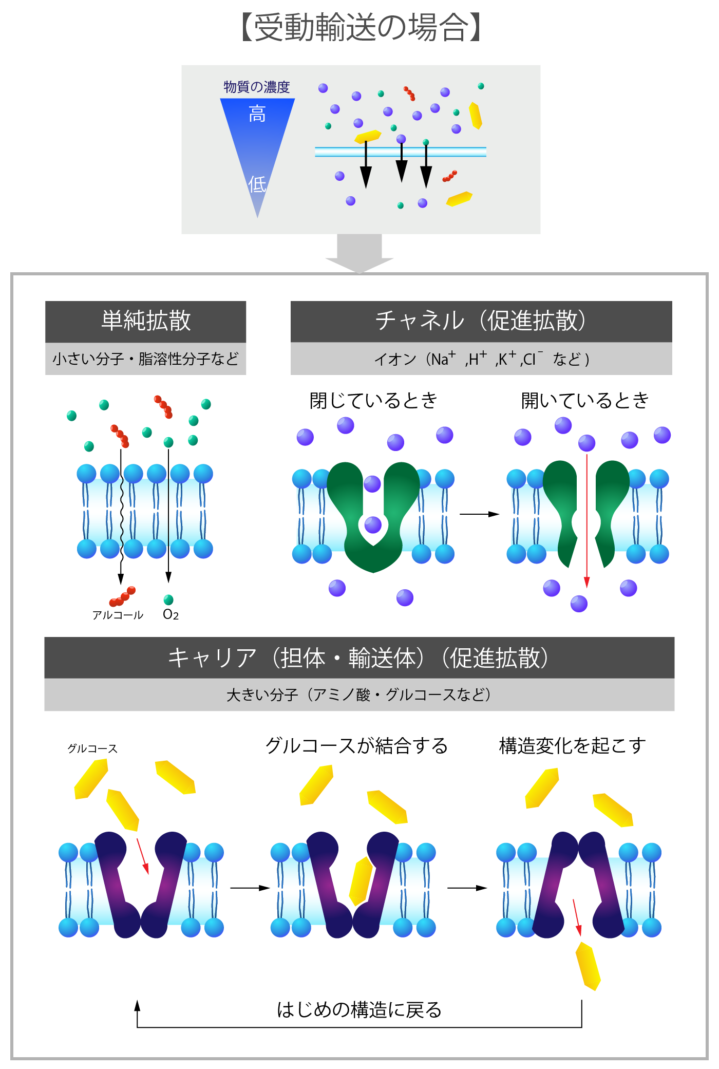 細胞膜の受動輸送