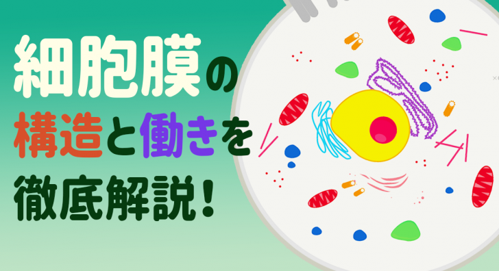 細胞膜の構造と働きを徹底解説!受動輸送・能動輸送をマスターしよう
