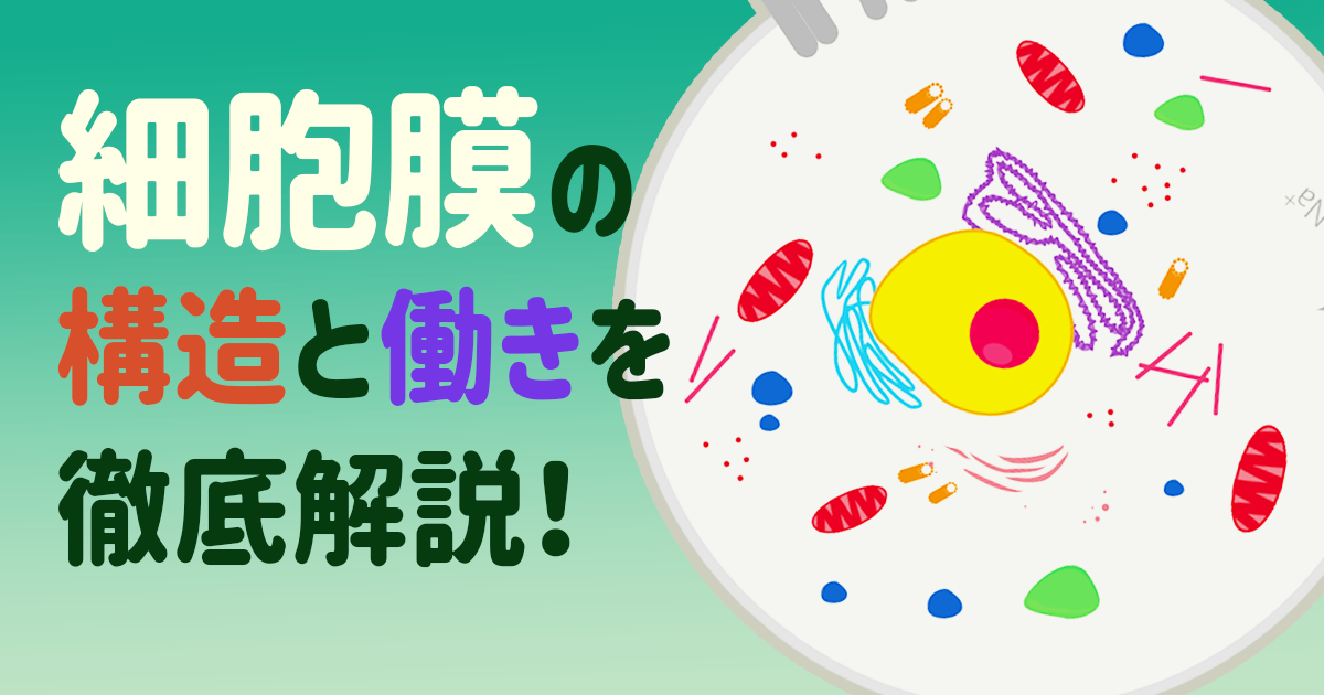 細胞膜の構造と働きを徹底解説!