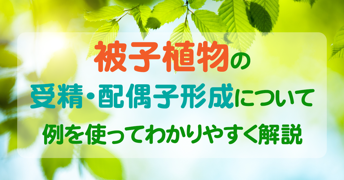 被子植物 アイキャッチ画像
