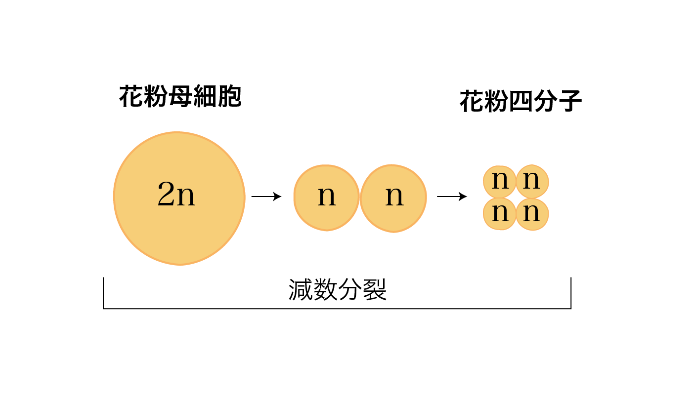 花粉四分子ができるプロセス