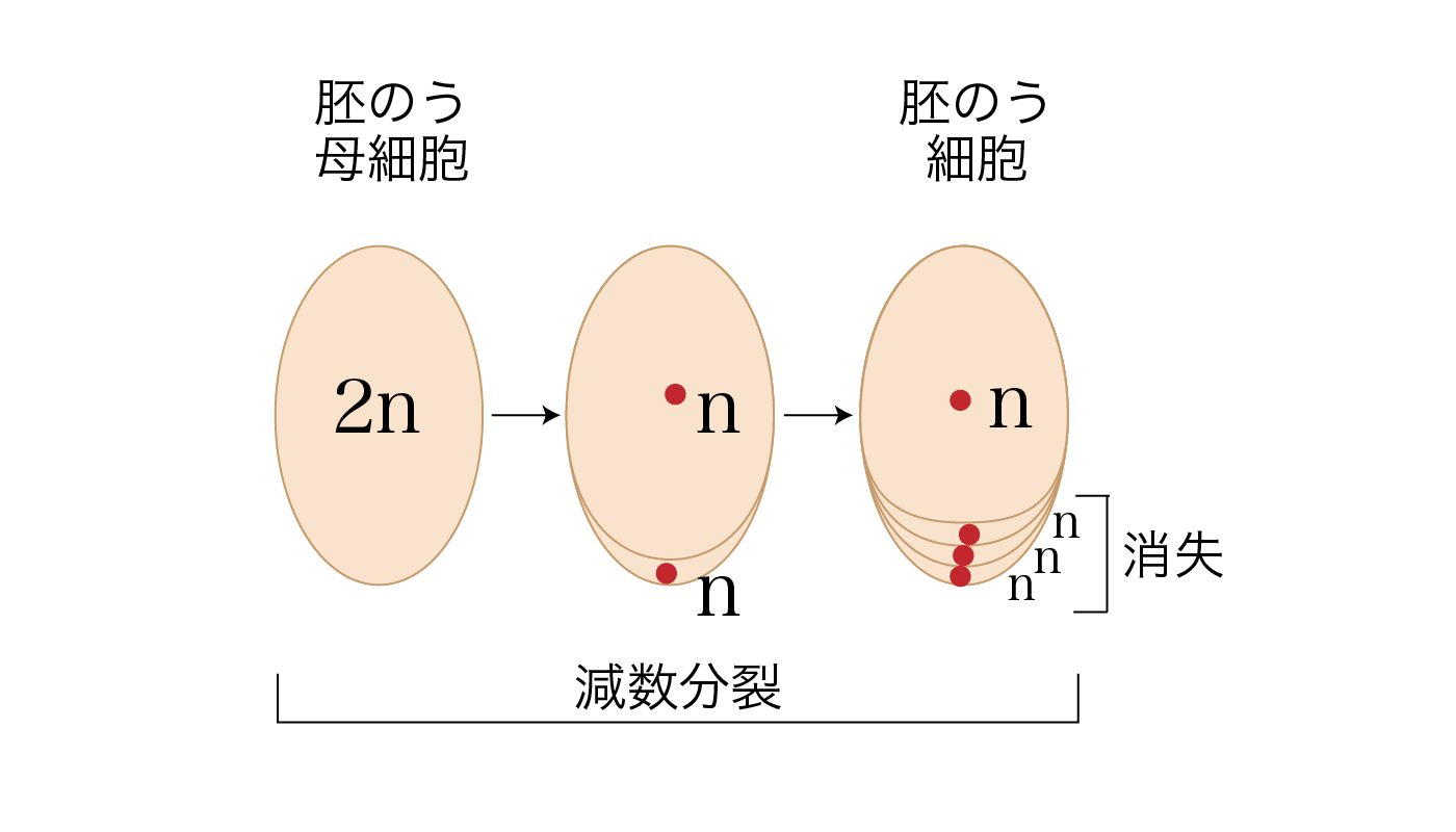 胚のう細胞(n)とその他の細胞(n)×3ができるプロセス
