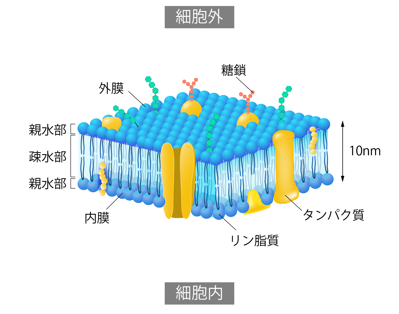 細胞膜の構造