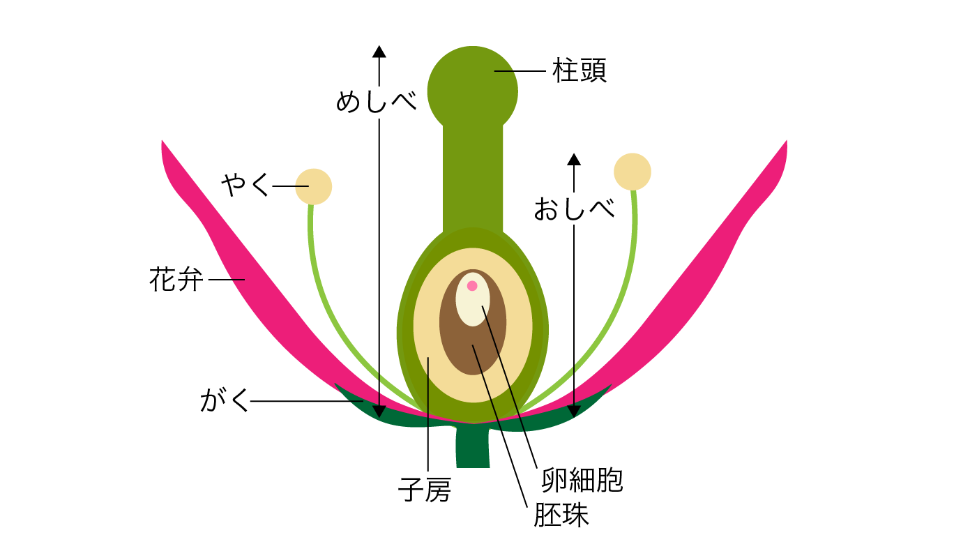 被子植物 解説