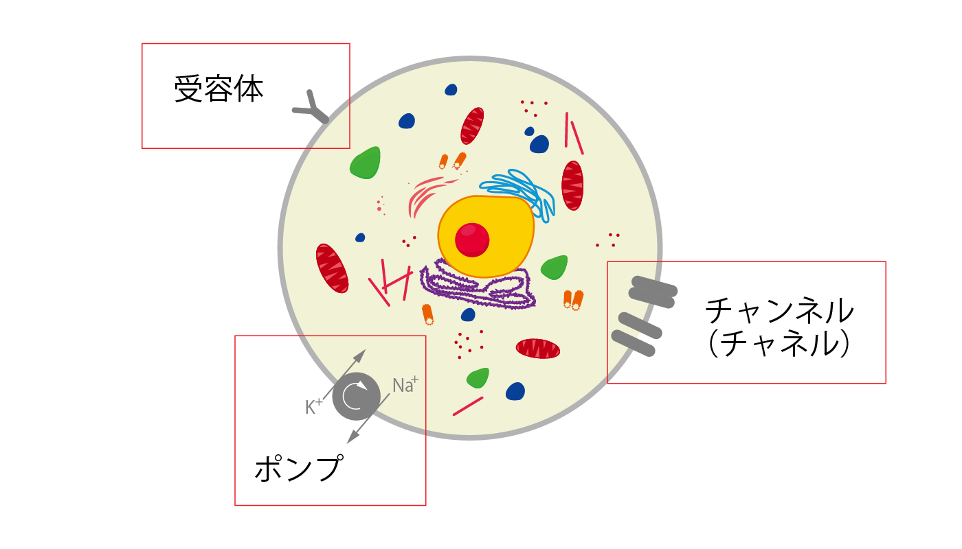 細胞膜の機能(受容体、チャネル、ポンプ)