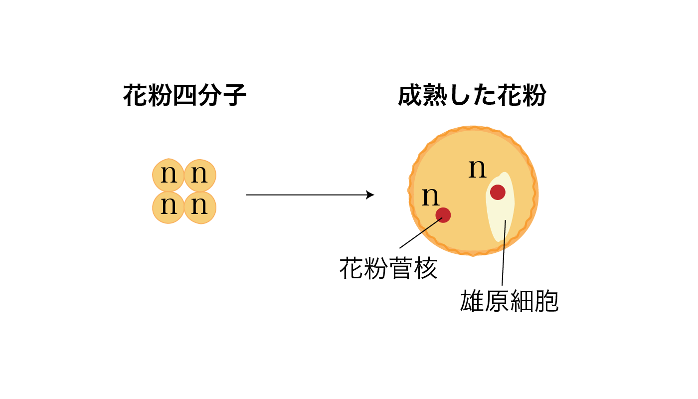 花粉四分子ができるプロセス