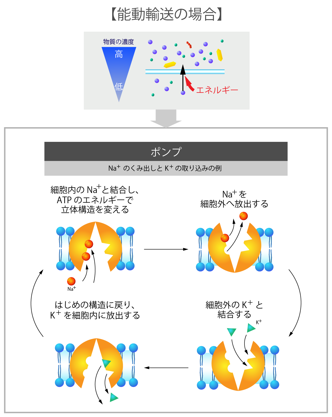 細胞膜の受動輸送