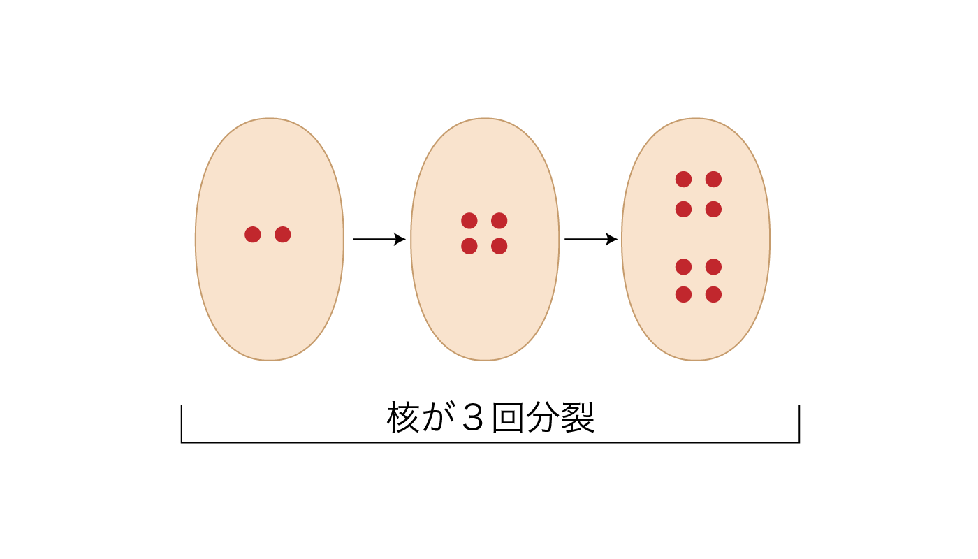 胚のう母細胞での核分裂プロセス