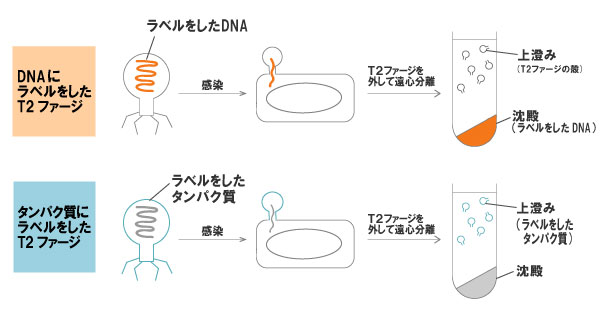T2ファージ