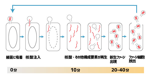 増殖方法