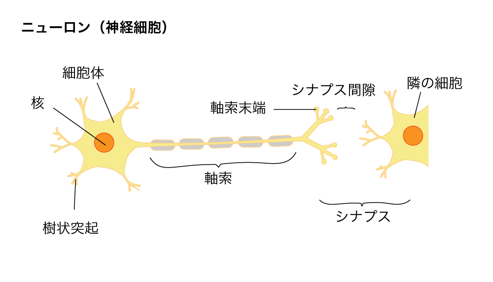 ニューロン