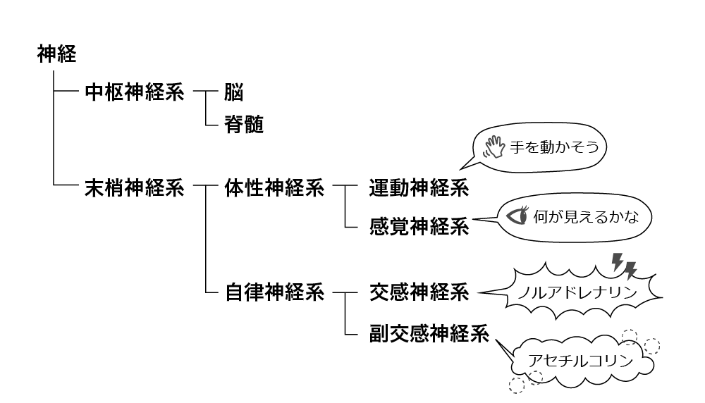 神経系