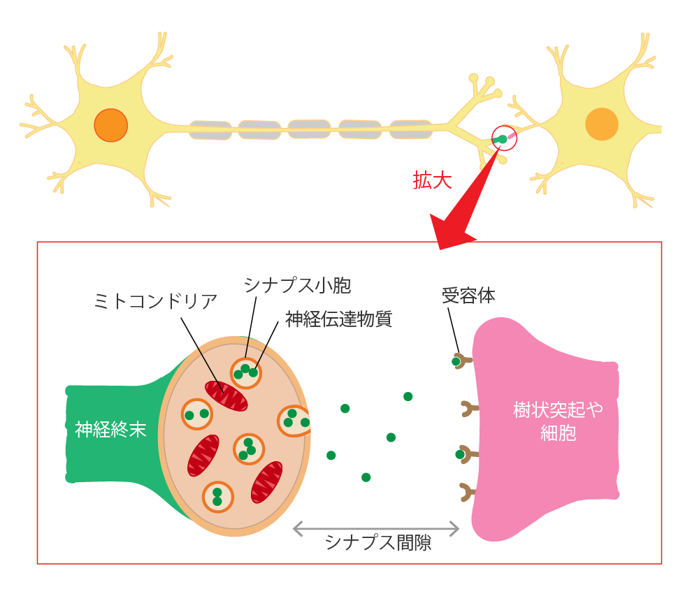 シナプス