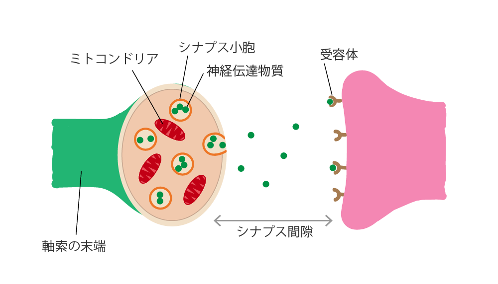 ミトコンドリア