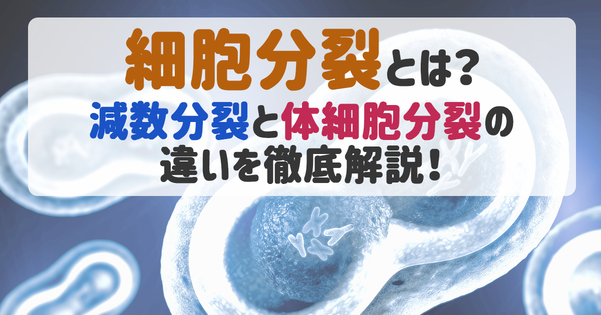 細胞分裂 種類 アイキャッチ