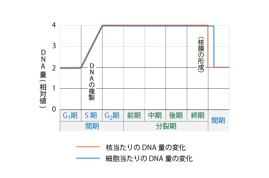 体細胞分裂 DNA 量