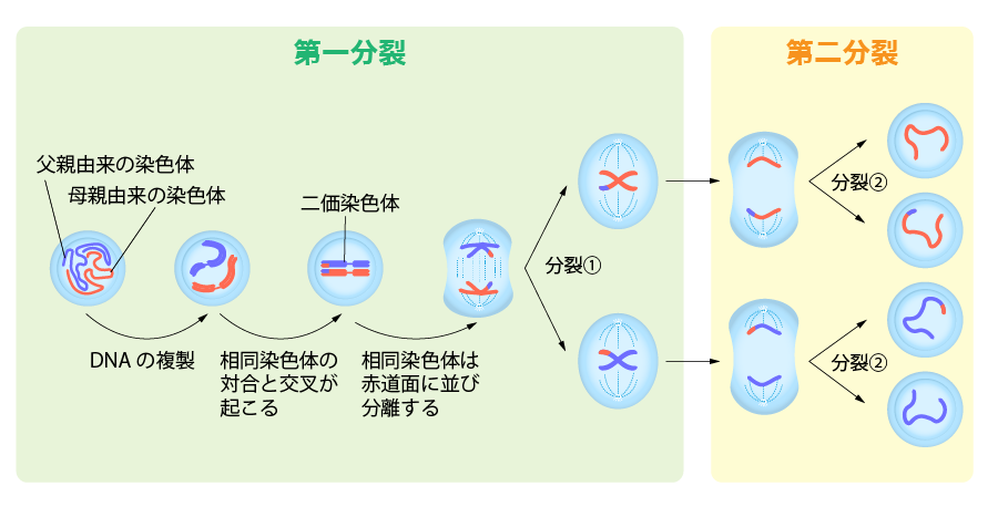 減数分裂 細胞周期