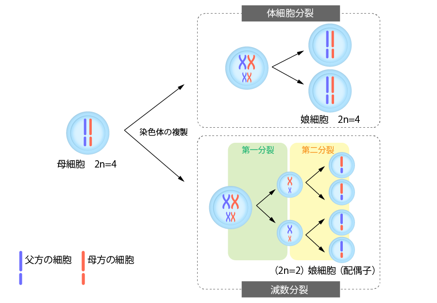 減数分裂と細胞分裂の図