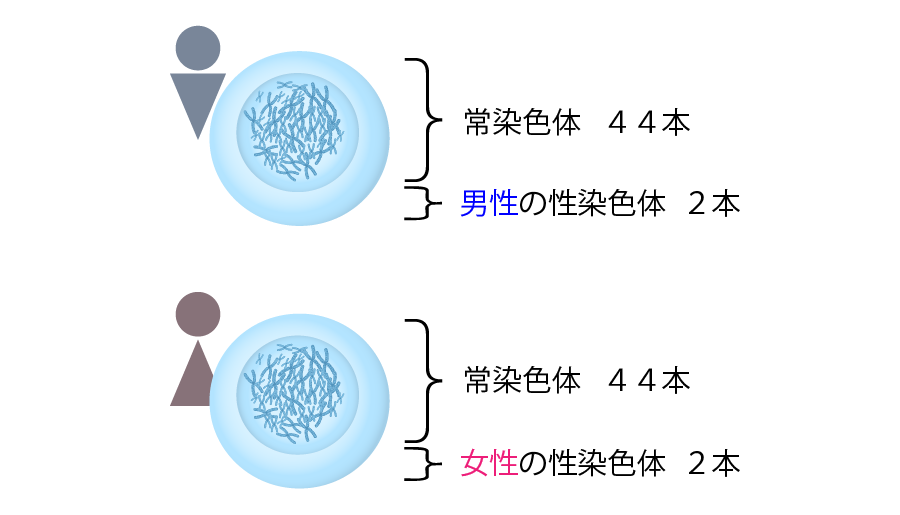減数分裂 ヒト