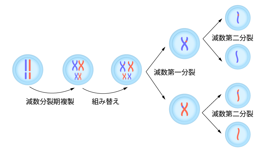 染色体の乗り換え