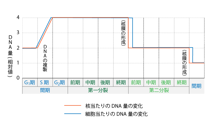 減数分裂 DNA 量 変化