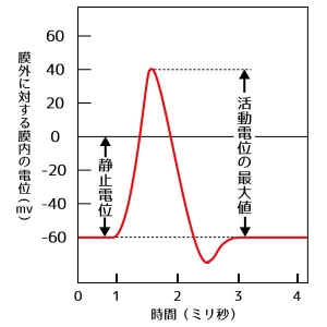 静止電位と活動電位