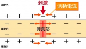 刺激 ニューロン