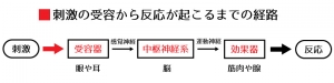 運動神経 感覚神経