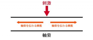 興奮の伝導