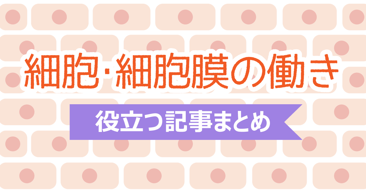 細胞・細胞膜の働きの勉強に役立つ記事まとめ!構造や働きまで網羅