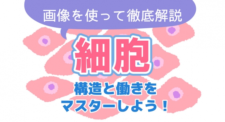 細胞のアイキャッチ画像