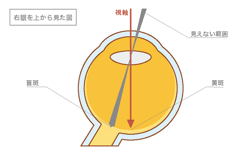 右目を上からみた図