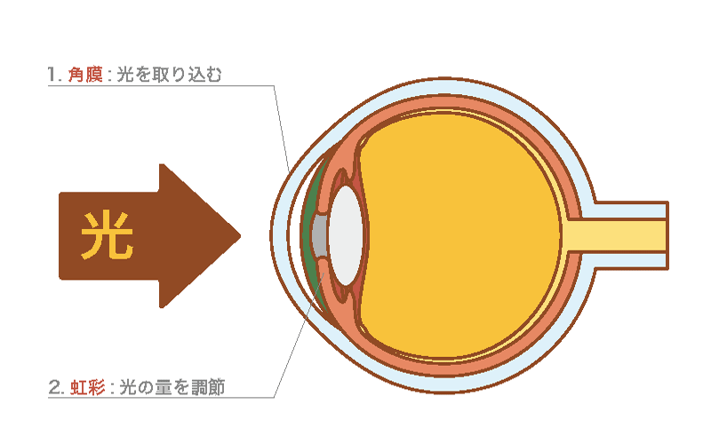 虹彩と角膜の働きの図